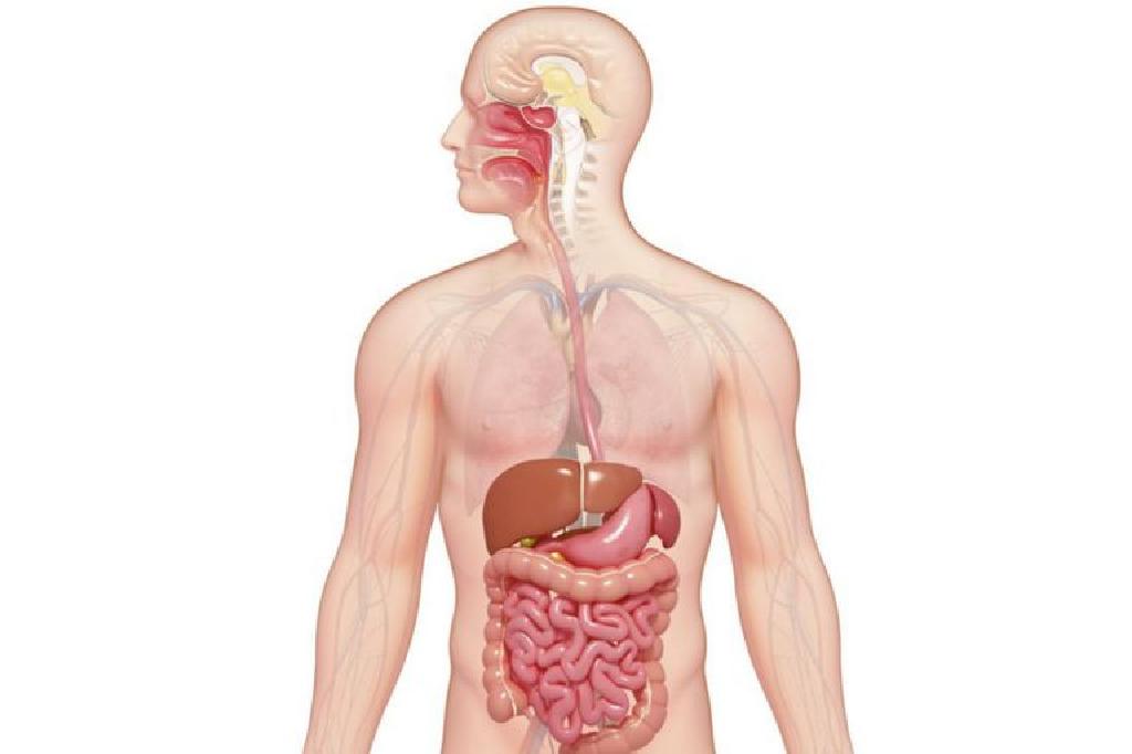 A e dini se cilat janë organet më të rënda në trupin e njeriut?