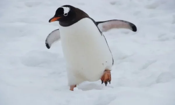 Zbulim alarmues në Antarktidë, gjenden qindra pinguinë të ngordhur