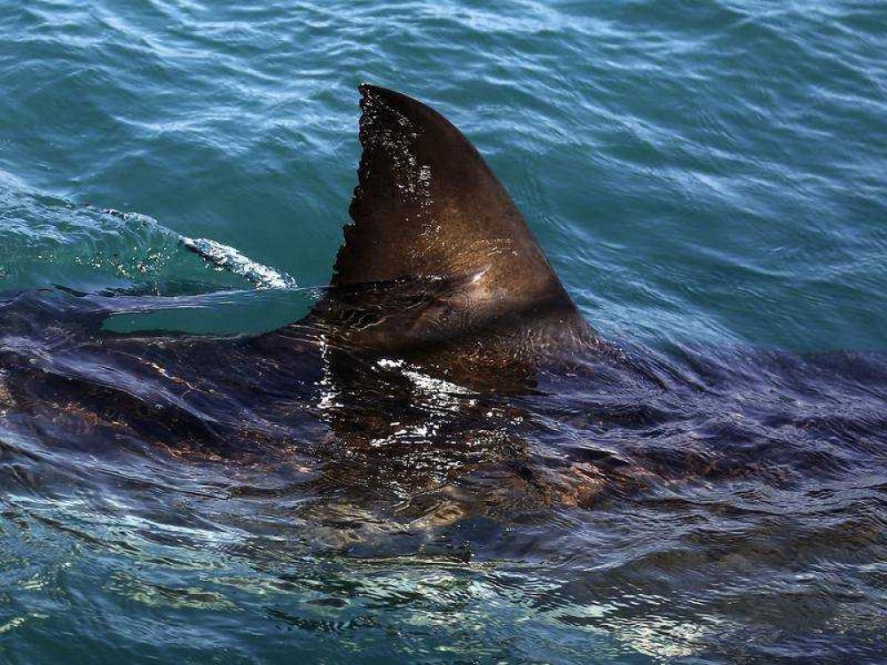 Peshkaqeni vret një 35 vjeçar në Australi  sulmi i tretë fatal brenda tri javësh