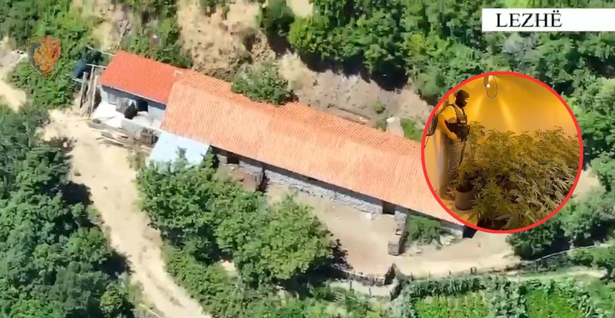 Zbulohet shtëpi bari dhe dy parcela me kanabis në Lezhë, arrestohen